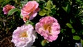 Pink roses moving in the wind with a bee