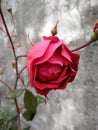 Beautiful images of a pink rose flower captured at morning time of winter season... Royalty Free Stock Photo
