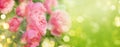 Pink roses on natural green background, summer landscape, banner format