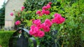 Pink roses on old cemetery Royalty Free Stock Photo