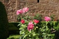 Pink Roses by Old Stone Wall Royalty Free Stock Photo