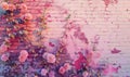 Pink roses on old white brick wall background with grunge texture. Copy space for text Royalty Free Stock Photo