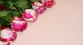 Pink roses on paper background.Mockup with copy. Floral frame made of pink and red, branches and leaves isolated on pink backgroun Royalty Free Stock Photo