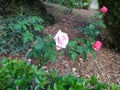 Pink roses in the park