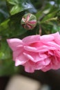 Pink roses petals. Rosebud. Above photography. Green background. Foliage. Royalty Free Stock Photo