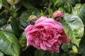 Pink roses petals. Rosebud. Macro photography. Green background. Foliage. Royalty Free Stock Photo