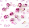 Pink roses and petals scattered on white background. Flat lay, overhead view Royalty Free Stock Photo