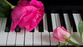 Pink roses on the piano. A big flower and a small Bud. Romance, celebration, postcard. Mother`s day, Birthday, March 8, Valentine