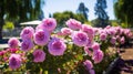 Breathtaking Rose Garden: A Delightful Blend Of Purple And Pink Blooms