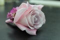 Wedding boutonniere Pink Purple Rose Royalty Free Stock Photo