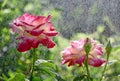 Pink roses in rain. Concept of summer, freshness in heat, watering roses in the garden. Summer greeting card