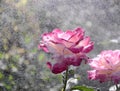 Pink roses in rain. Concept of summer, freshness in heat, watering roses in the garden. Summer greeting card