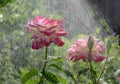 Pink roses in rain. Concept of summer, freshness in heat, watering roses in the garden. Summer greeting card Royalty Free Stock Photo