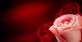 Pink roses and red blurred backgrounds for wedding background Royalty Free Stock Photo