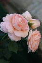 pink roses. romance. dew drops. love Royalty Free Stock Photo