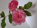 pink roses, romantis, wilde pinkey blooming rose in the garden