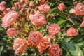 Pink roses rosa blooming flowers close up in garden in sun light as natural floral botanical pattern vintage retro romantic gentle Royalty Free Stock Photo