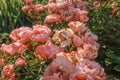 Pink roses rosa blooming flowers close up in garden in sun light as natural floral botanical pattern vintage retro romantic gentle
