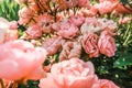 Pink roses rosa blooming flowers close up in garden in sun light as natural floral botanical pattern vintage retro romantic gentle Royalty Free Stock Photo