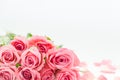 Pink roses and rose petals on white blurred background with copy space. Close up, Flowers. Invitation mockup. Card