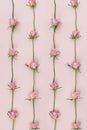 Pink roses in row pattern with small flowers. Simple flat lay repetition on soft light Royalty Free Stock Photo