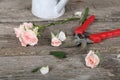 Pink roses and secateurs Royalty Free Stock Photo