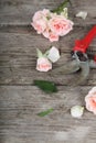 Pink roses and secateurs Royalty Free Stock Photo