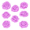 Pink roses set isolated on white background. Royalty Free Stock Photo