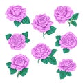 Pink roses set isolated on white background. Royalty Free Stock Photo
