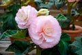 Pink begonia on the shelf in Begonia Garden is a glasshouse in the garden Royalty Free Stock Photo