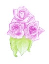 Pink roses sketch