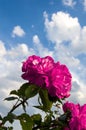 Pink Roses Sky and Clouds