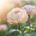 Pink roses in soft color Made with blur style for background