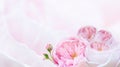 Pink roses soft focus for wedding card for Valentine`s day card Royalty Free Stock Photo