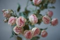 Pink roses bokeh in a vase