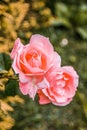 Pink roses in a spring garden. Royalty Free Stock Photo