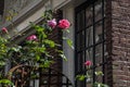 Pink roses on the street near brown house