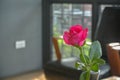 Pink roses on the table, the concept of love and hearts Royalty Free Stock Photo