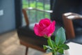 Pink roses on the table, the concept of love and hearts on Valen Royalty Free Stock Photo