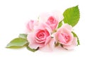 Pink Roses Royalty Free Stock Photo