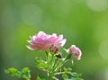 Pink roses that are in full bloom in the morning garden Royalty Free Stock Photo