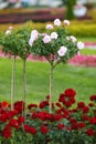Pink roses on a trunk and groundcover red roses Royalty Free Stock Photo