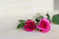 Pink roses in valentine day, romantic background