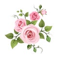Pink roses. Vector illustration.