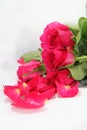 Pink roses in vertical Royalty Free Stock Photo