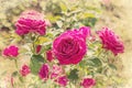 Pink roses, vintage style