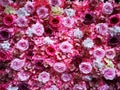 Pink roses - a wall decorated with pink roses