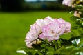 Pink Roses And Water Drops Royalty Free Stock Photo