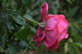 Pink roses wet in the rain with natural light Royalty Free Stock Photo