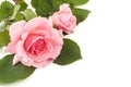 Pink Roses White Background